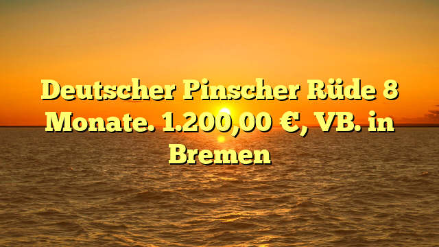 Deutscher Pinscher Rüde 8 Monate. 1.200,00 €, VB. in Bremen