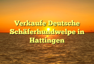 Verkaufe Deutsche Schäferhundwelpe in Hattingen