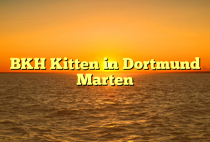 BKH Kitten in Dortmund Marten