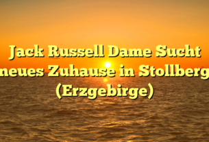 Jack Russell Dame Sucht neues Zuhause in Stollberg (Erzgebirge)