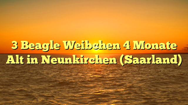 3 Beagle Weibchen 4 Monate Alt in Neunkirchen (Saarland)
