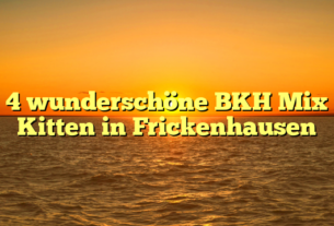 4 wunderschöne BKH Mix Kitten in Frickenhausen