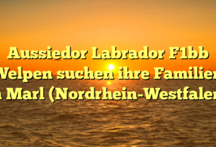 Aussiedor Labrador F1bb Welpen suchen ihre Familien in Marl (Nordrhein-Westfalen)