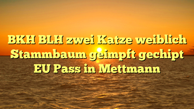 BKH BLH zwei Katze weiblich Stammbaum geimpft gechipt EU Pass in Mettmann