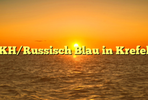 BKH/Russisch Blau in Krefeld
