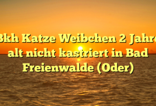 Bkh Katze Weibchen 2 Jahre alt nicht kastriert in Bad Freienwalde (Oder)