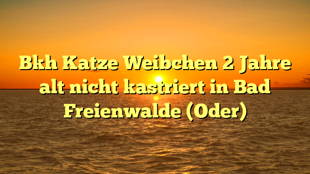 Bkh Katze Weibchen 2 Jahre alt nicht kastriert in Bad Freienwalde (Oder)