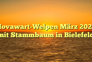 Hovawart-Welpen März 2023 mit Stammbaum in Bielefeld