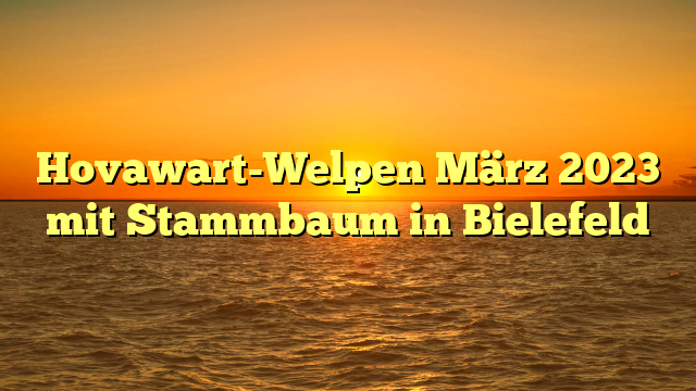 Hovawart-Welpen März 2023 mit Stammbaum in Bielefeld