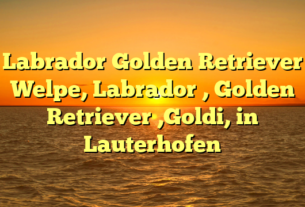 Labrador Golden Retriever Welpe, Labrador , Golden Retriever ,Goldi, in Lauterhofen