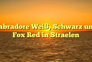 Labradore Weiß, Schwarz und Fox Red in Straelen