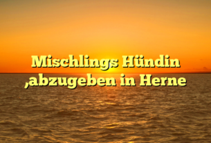 Mischlings Hündin ,abzugeben in Herne