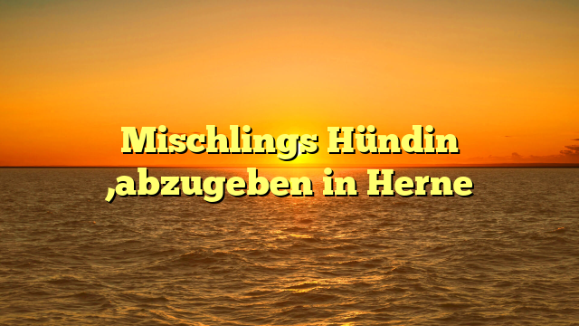Mischlings Hündin ,abzugeben in Herne