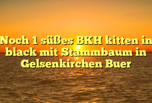 Noch 1 süßes BKH kitten in black mit Stammbaum in Gelsenkirchen Buer