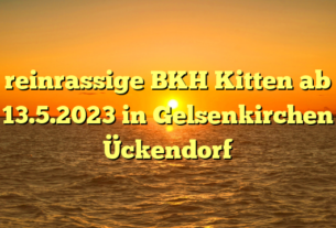 reinrassige BKH Kitten ab 13.5.2023 in Gelsenkirchen Ückendorf