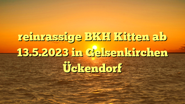 reinrassige BKH Kitten ab 13.5.2023 in Gelsenkirchen Ückendorf
