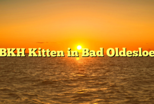 BKH Kitten in Bad Oldesloe