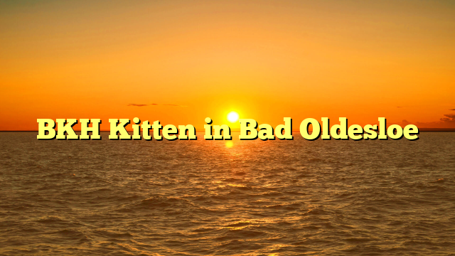 BKH Kitten in Bad Oldesloe