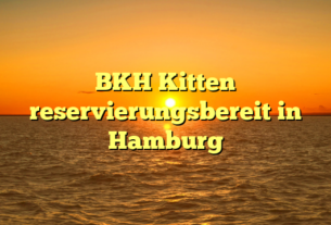 BKH Kitten reservierungsbereit in Hamburg