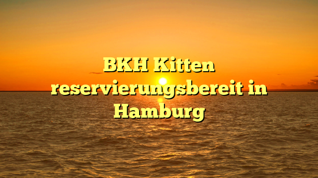 BKH Kitten reservierungsbereit in Hamburg