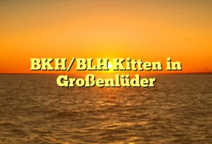 BKH/BLH Kitten in Großenlüder