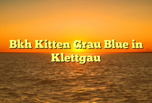 Bkh Kitten Grau Blue in Klettgau