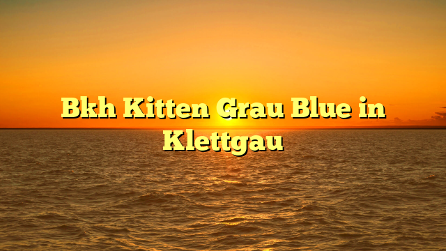 Bkh Kitten Grau Blue in Klettgau