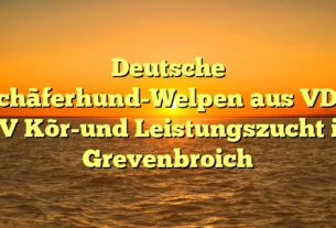 Deutsche Schãferhund-Welpen aus VDH SV Kõr-und Leistungszucht in Grevenbroich