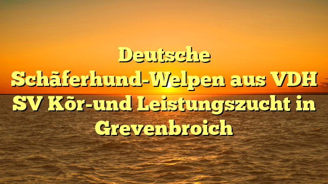 Deutsche Schãferhund-Welpen aus VDH SV Kõr-und Leistungszucht in Grevenbroich