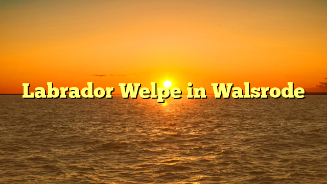 Labrador Welpe in Walsrode