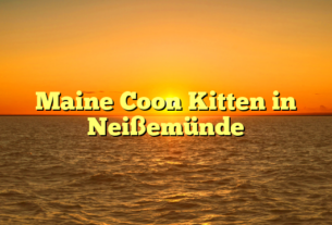 Maine Coon Kitten in Neißemünde