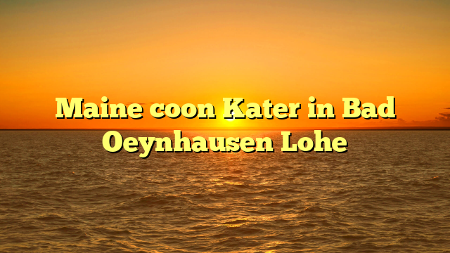 Maine coon Kater in Bad Oeynhausen Lohe