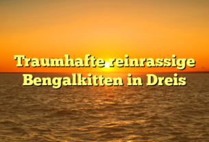 Traumhafte reinrassige Bengalkitten in Dreis