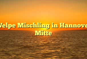 Welpe Mischling in Hannover Mitte