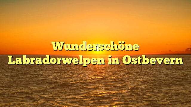 Wunderschöne Labradorwelpen in Ostbevern