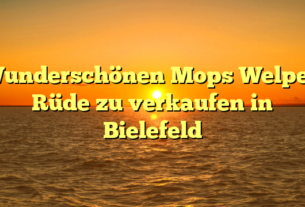 Wunderschönen Mops Welpen Rüde zu verkaufen in Bielefeld