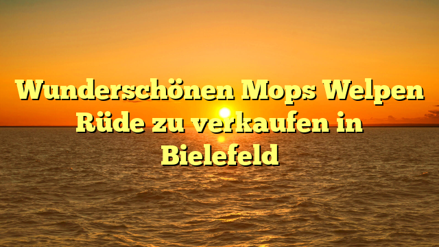 Wunderschönen Mops Welpen Rüde zu verkaufen in Bielefeld