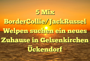 5 Mix BorderCollie/JackRussel Welpen suchen ein neues Zuhause in Gelsenkirchen Ückendorf