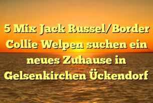 5 Mix Jack Russel/Border Collie Welpen suchen ein neues Zuhause in Gelsenkirchen Ückendorf
