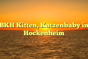 BKH Kitten, Katzenbaby in Hockenheim