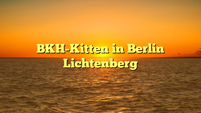 BKH-Kitten in Berlin Lichtenberg