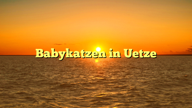 Babykatzen in Uetze