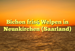 Bichon frisé Welpen in Neunkirchen (Saarland)