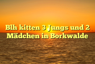 Blh kitten 3 Jungs und 2 Mädchen in Borkwalde