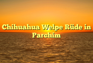 Chihuahua Welpe Rüde in Parchim
