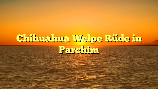 Chihuahua Welpe Rüde in Parchim