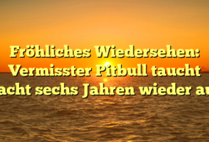 Fröhliches Wiedersehen: Vermisster Pitbull taucht nacht sechs Jahren wieder auf