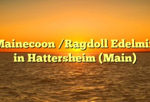 Mainecoon /Ragdoll Edelmix in Hattersheim (Main)