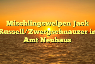 Mischlingswelpen Jack Russell/Zwergschnauzer in Amt Neuhaus