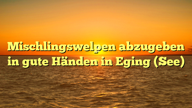 Mischlingswelpen abzugeben in gute Händen in Eging (See)